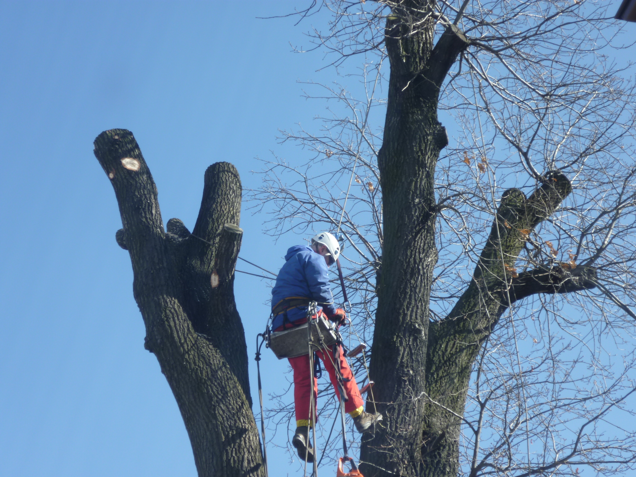 Stroma - Arborystyka